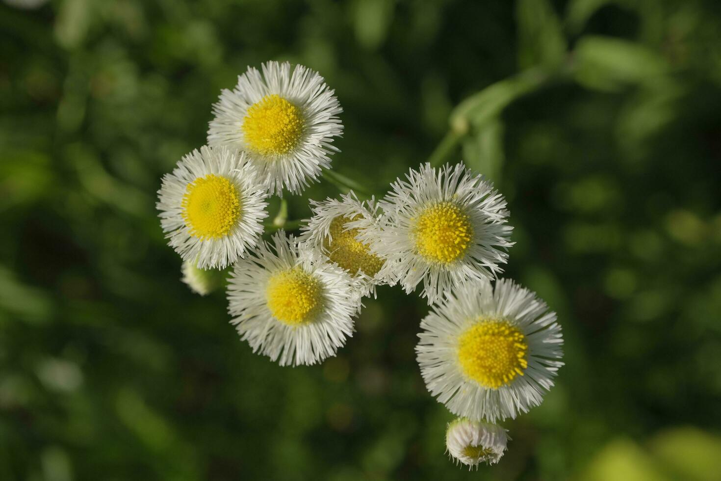 White daisies in the garden photo