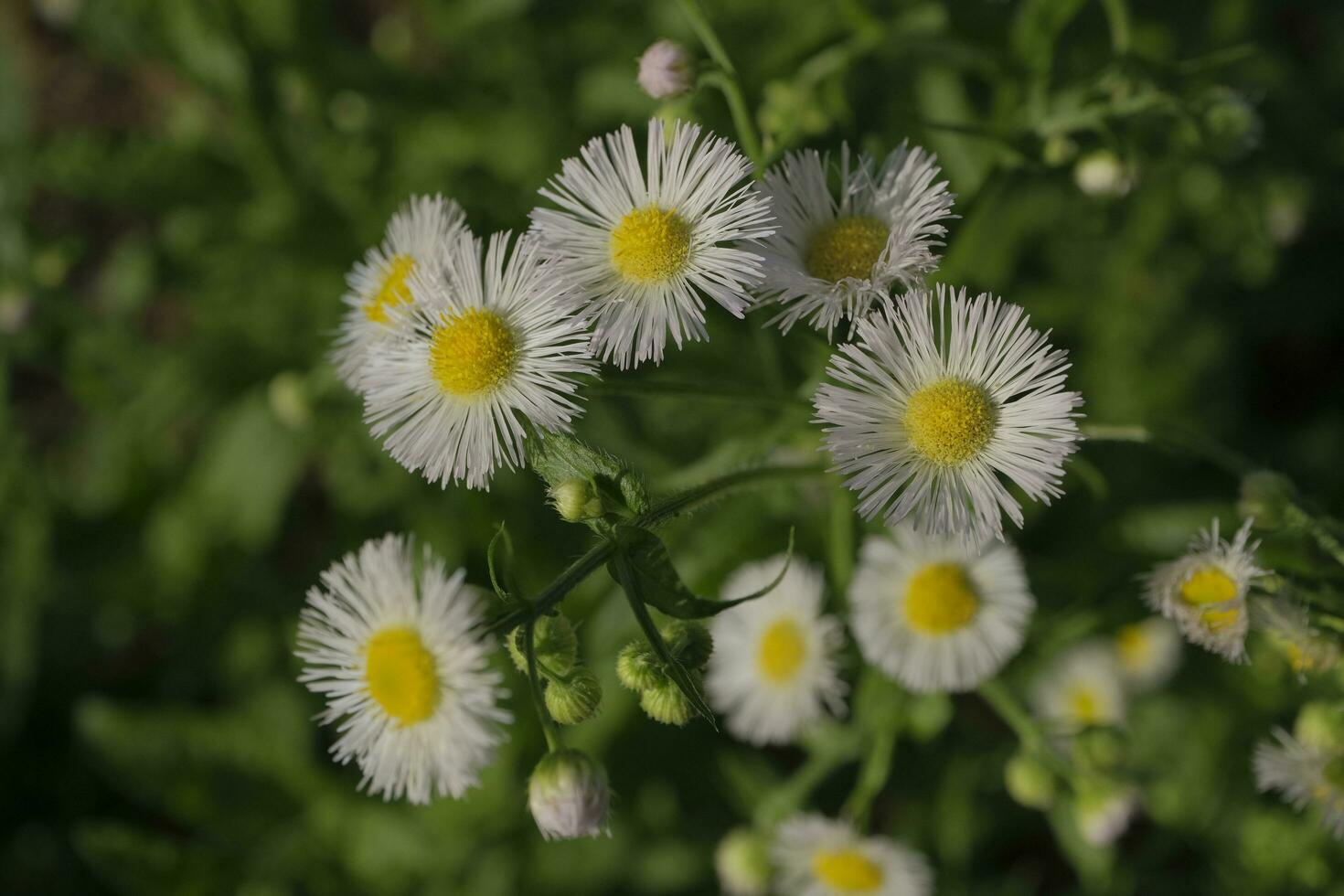 White daisies in the garden photo