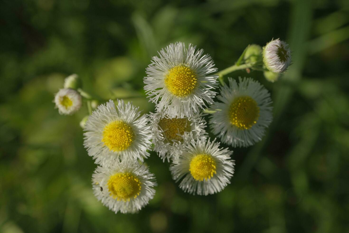 White daisies in the garden photo