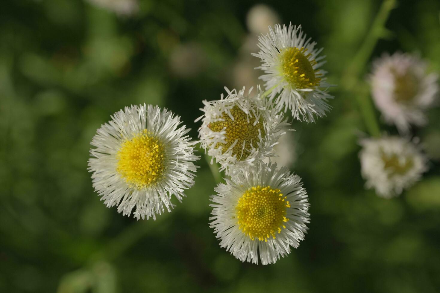 White daisies in the garden photo