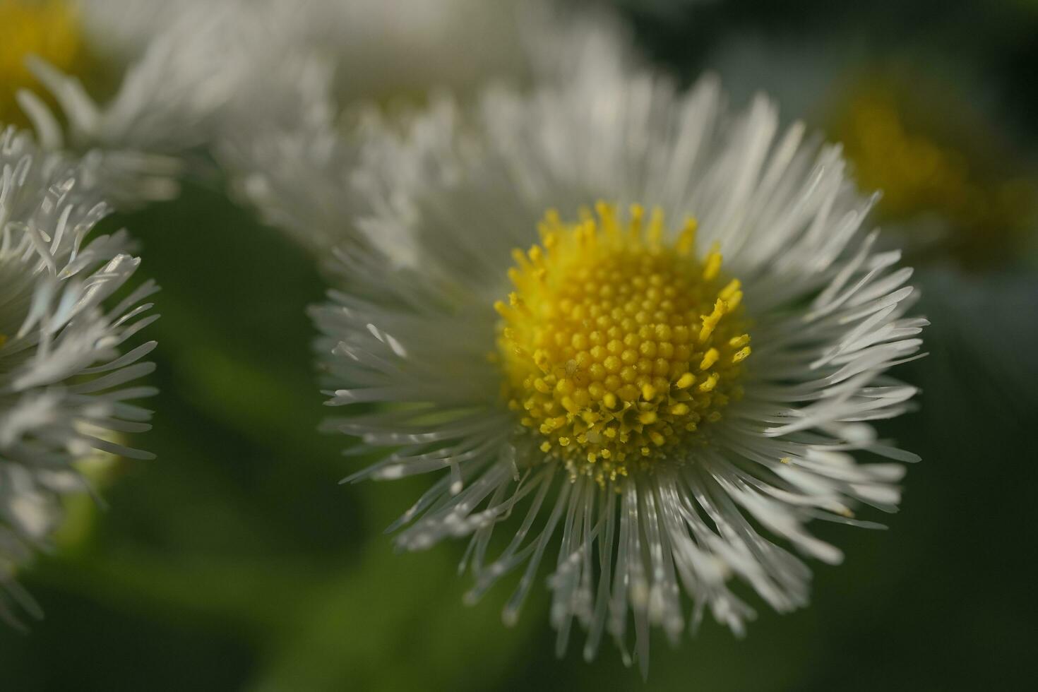 White daisies in the garden photo