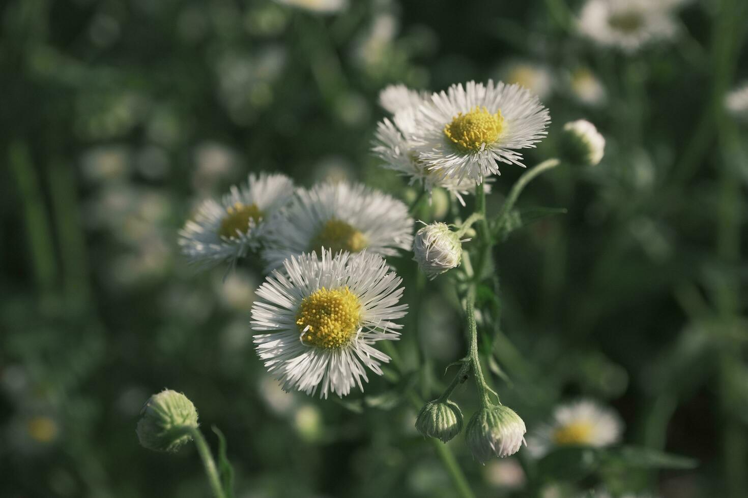 White daisies in the garden photo