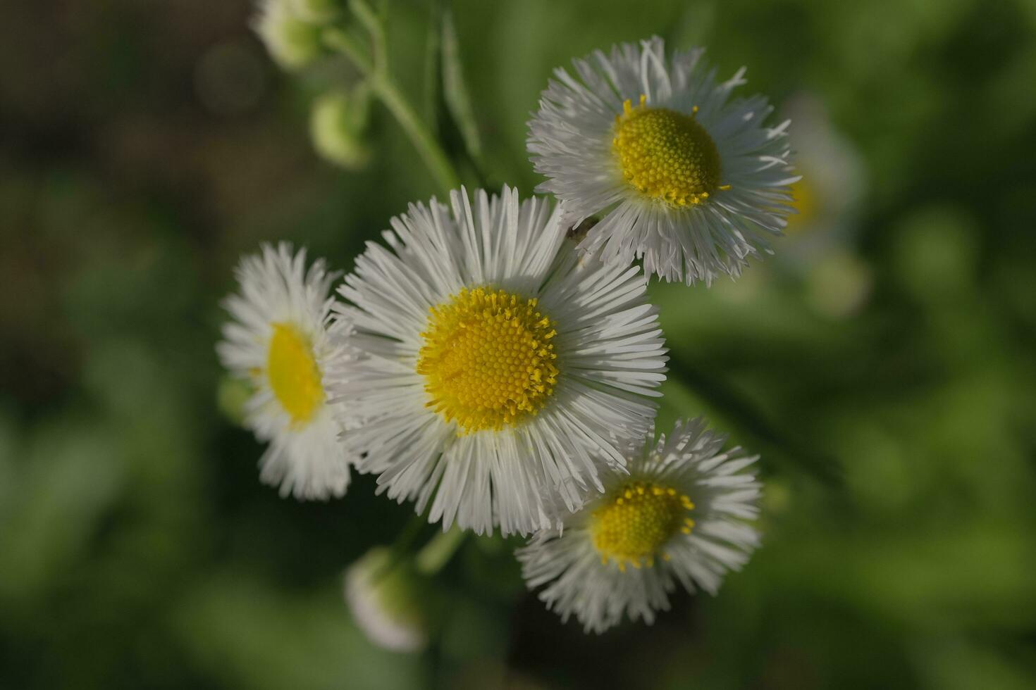 White daisies in the garden photo