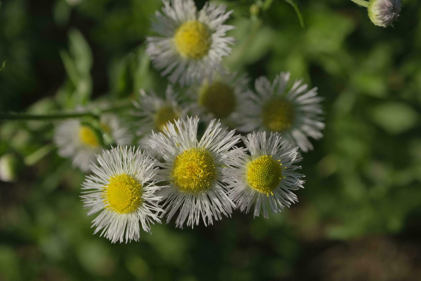 White daisies in the garden photo