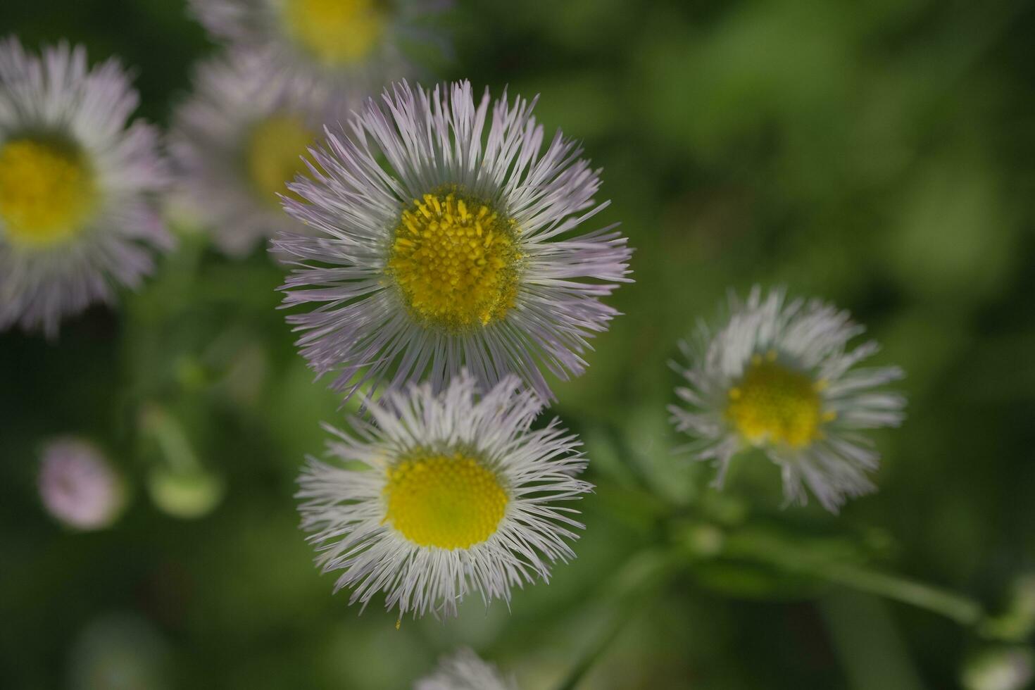 White daisies in the garden photo