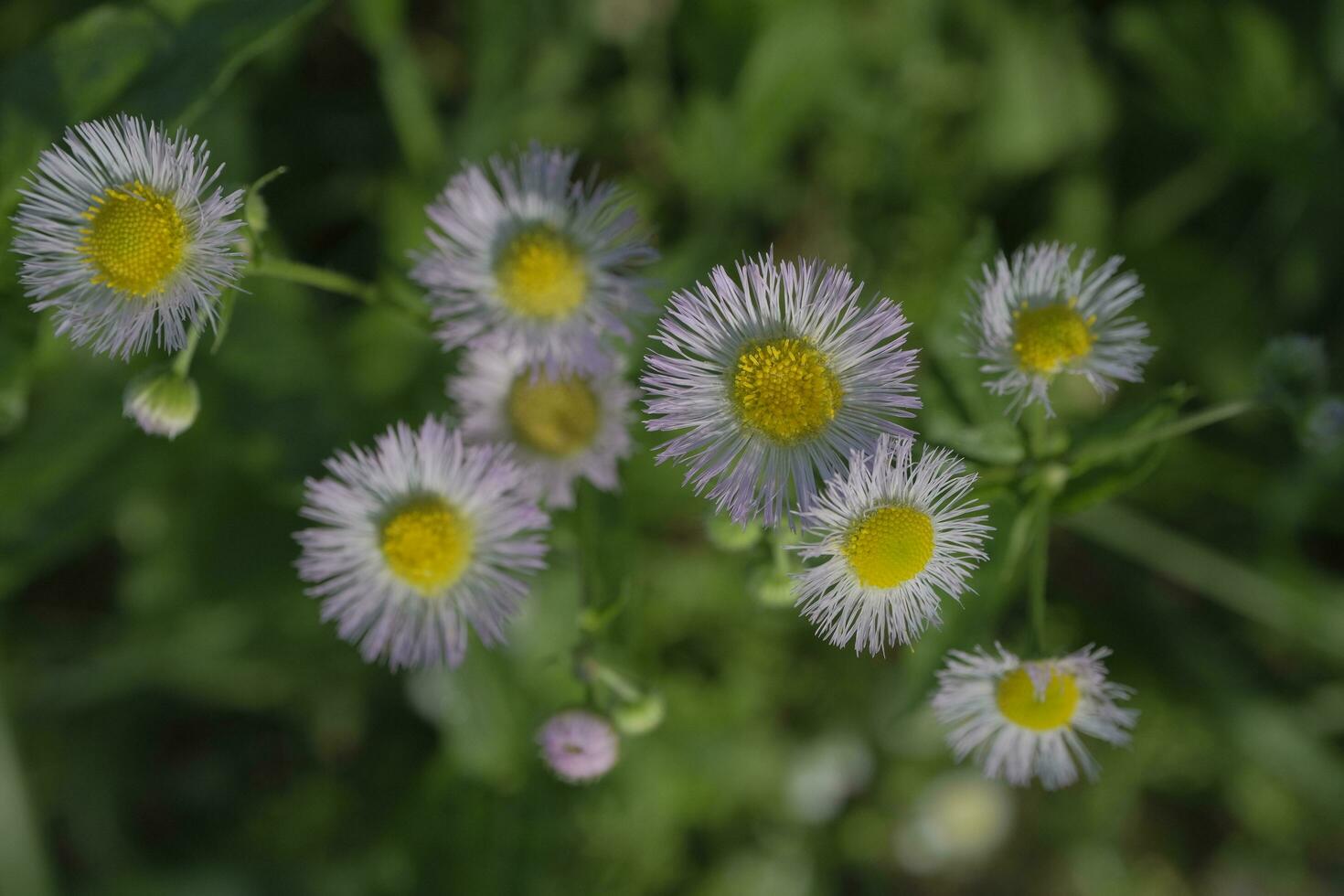 White daisies in the garden photo