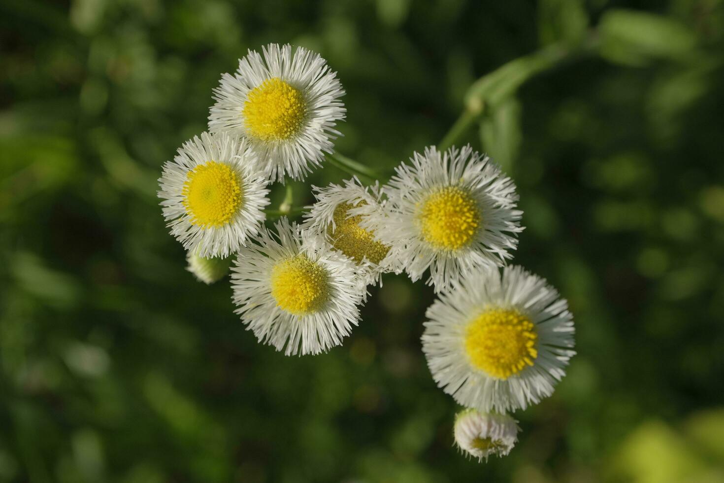 White daisies in the garden photo