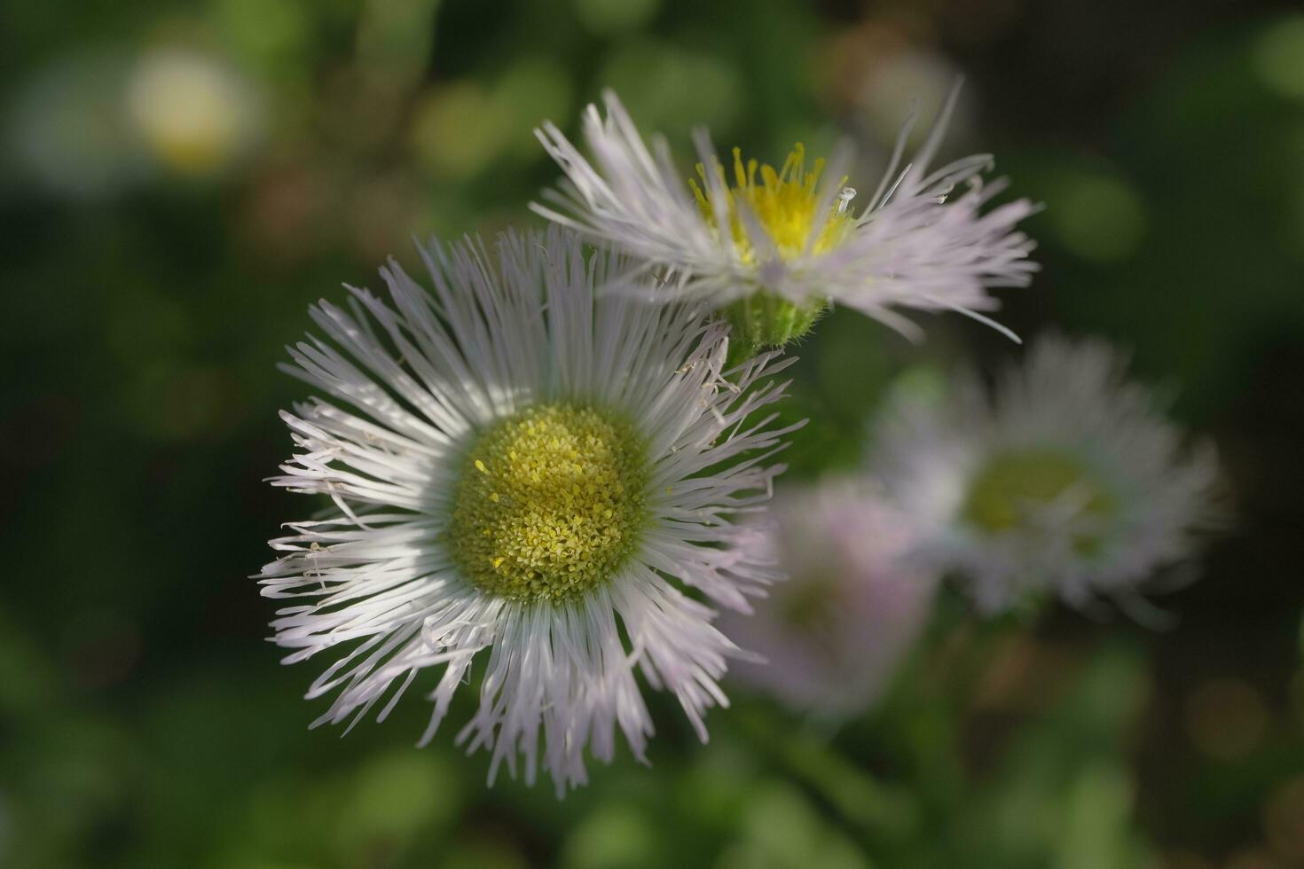 White daisies in the garden photo