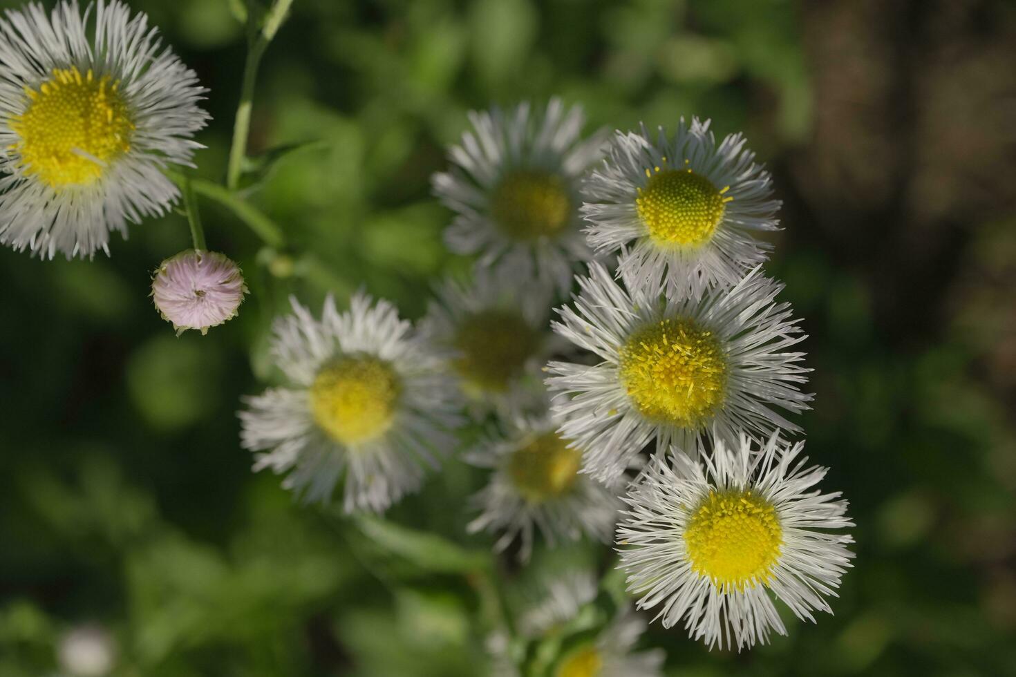 White daisies in the garden photo