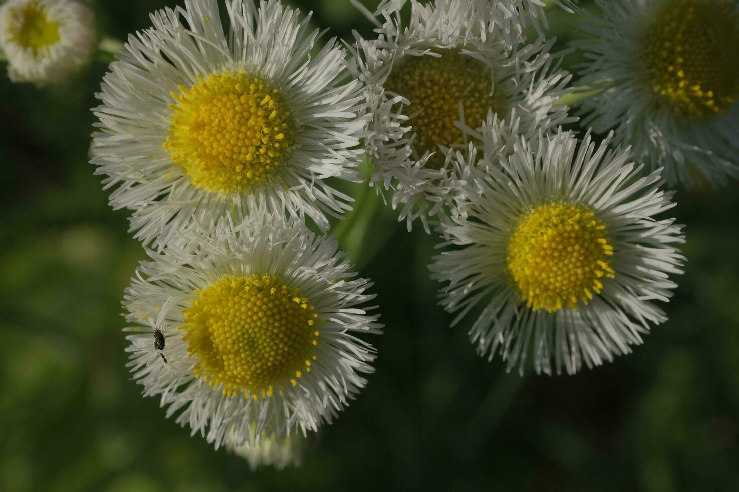 White daisies in the garden photo