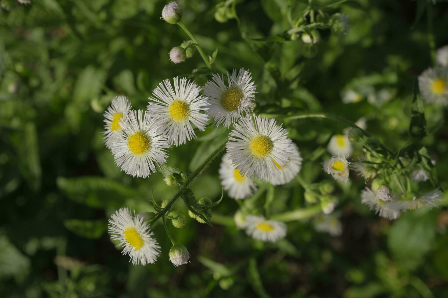 White daisies in the garden photo