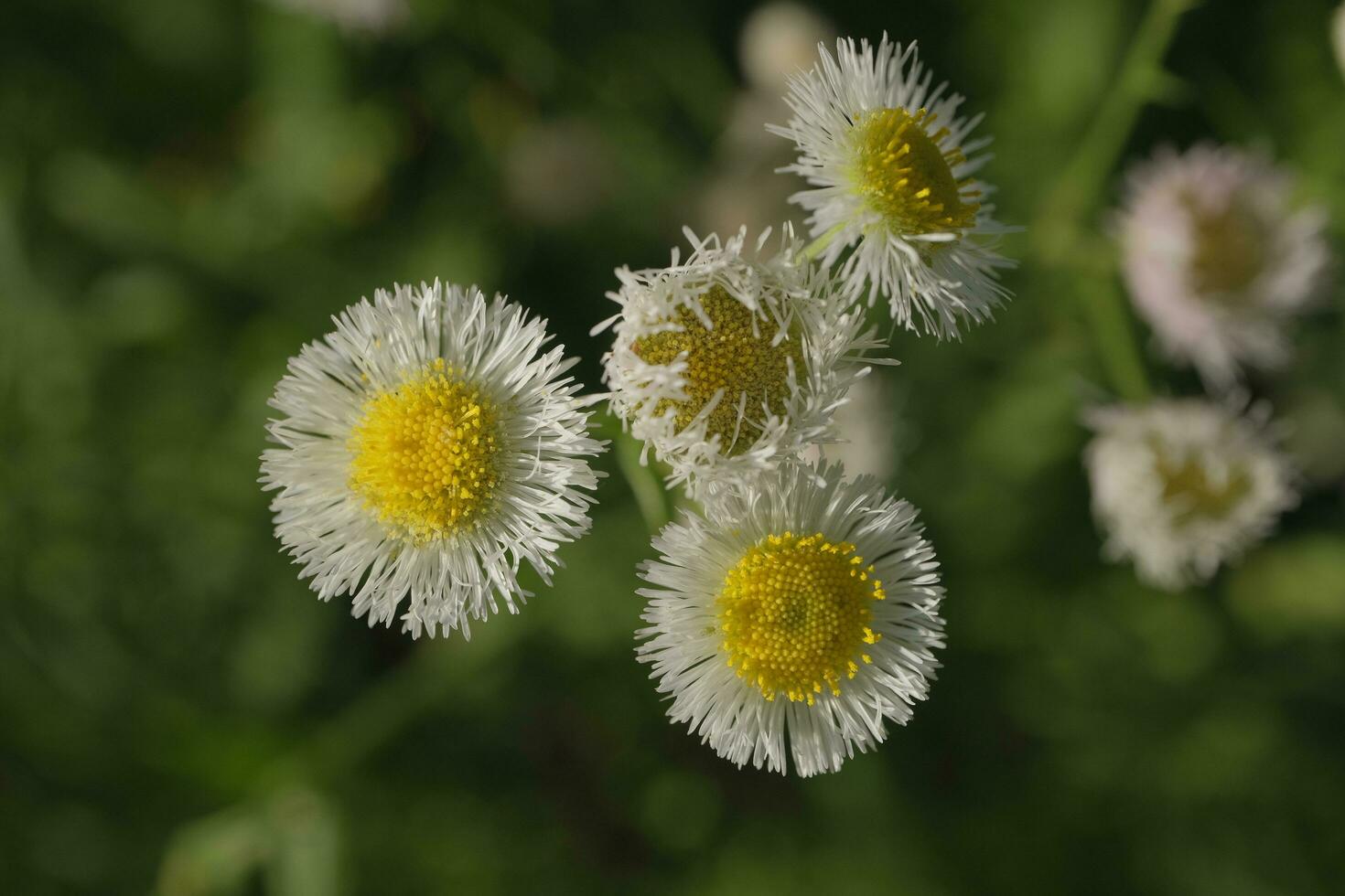 White daisies in the garden photo