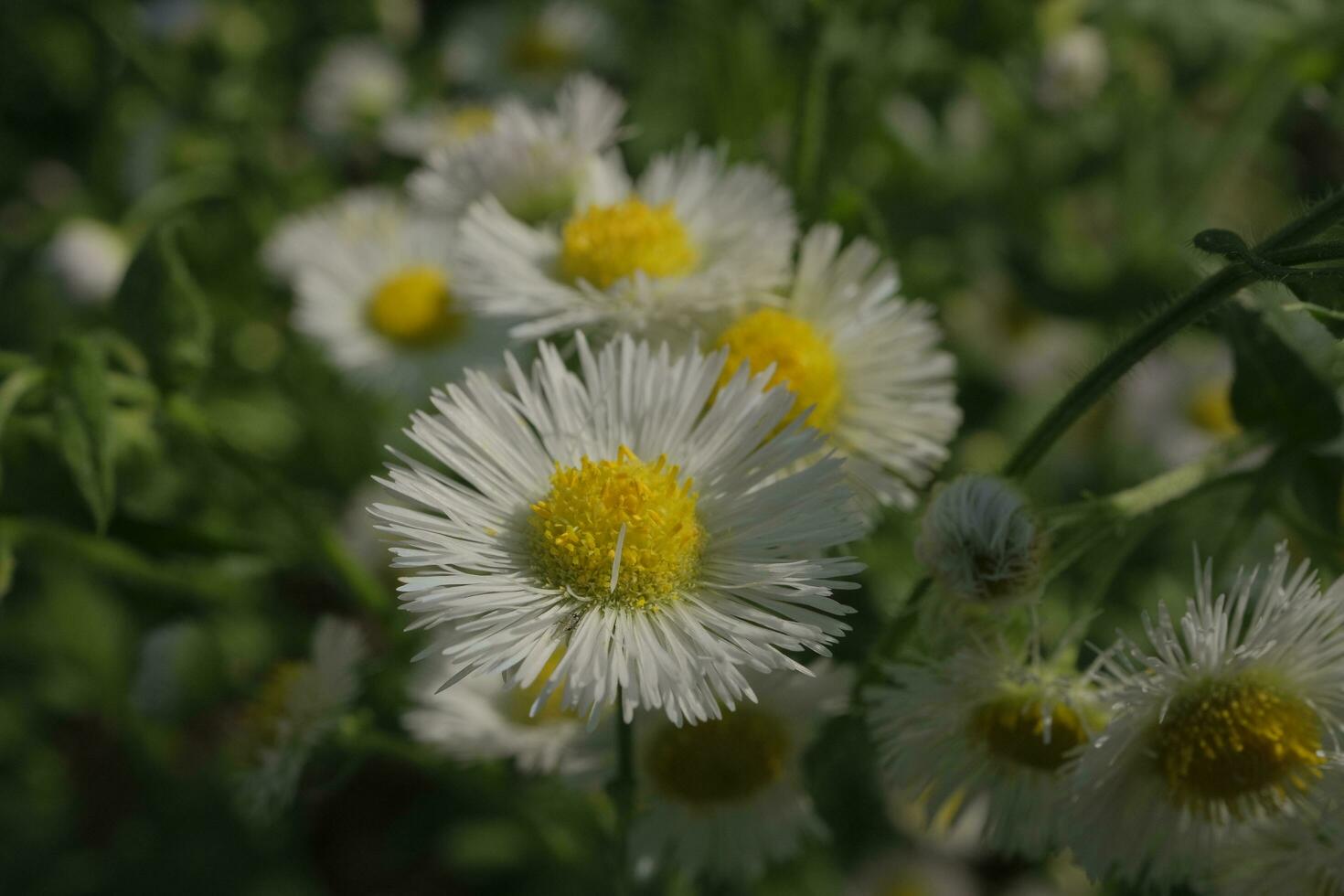 White daisies in the garden photo
