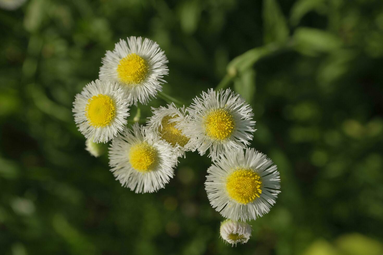 White daisies in the garden photo