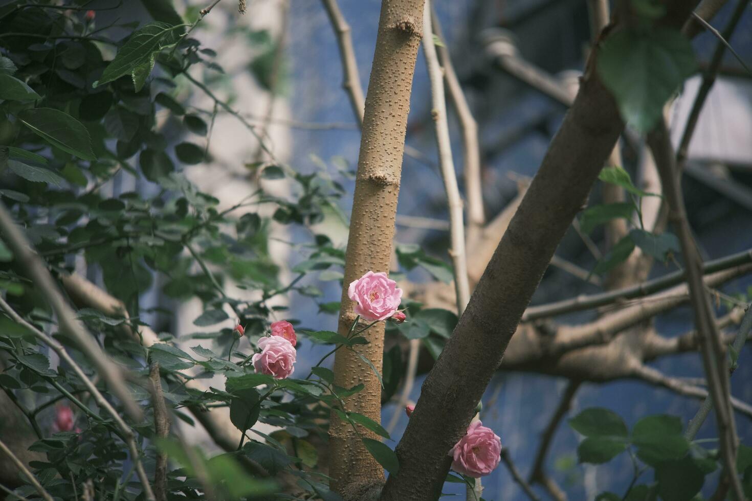 pink roses on the branch photo
