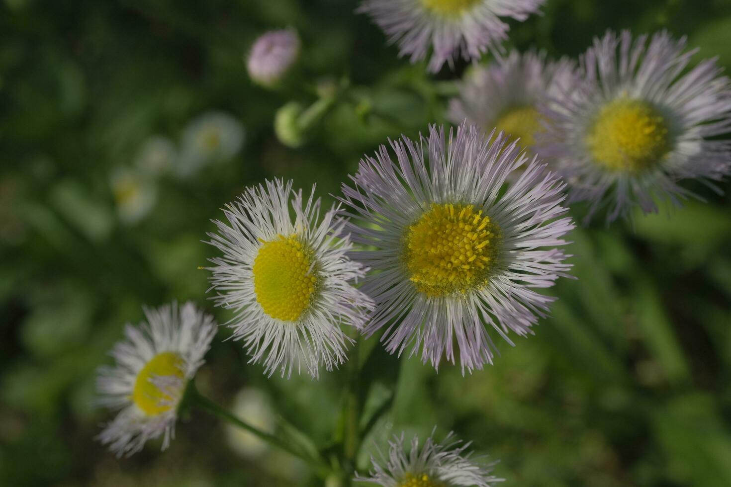 White daisies in the garden photo