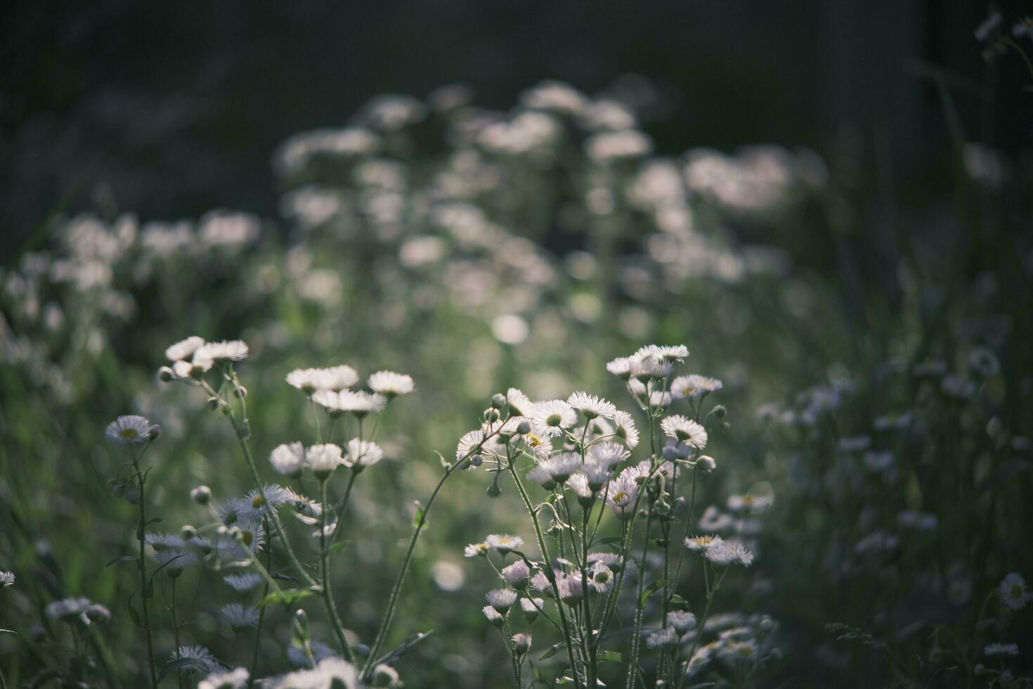 White daisies in the garden photo