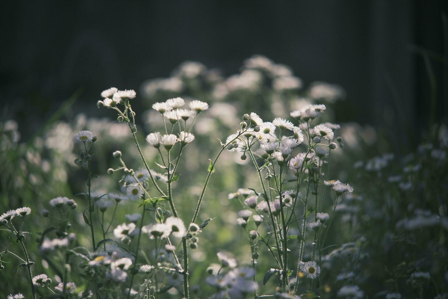 White daisies in the garden photo
