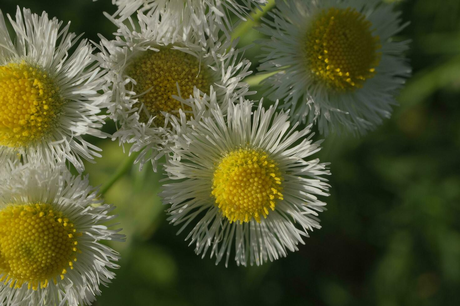White daisies in the garden photo