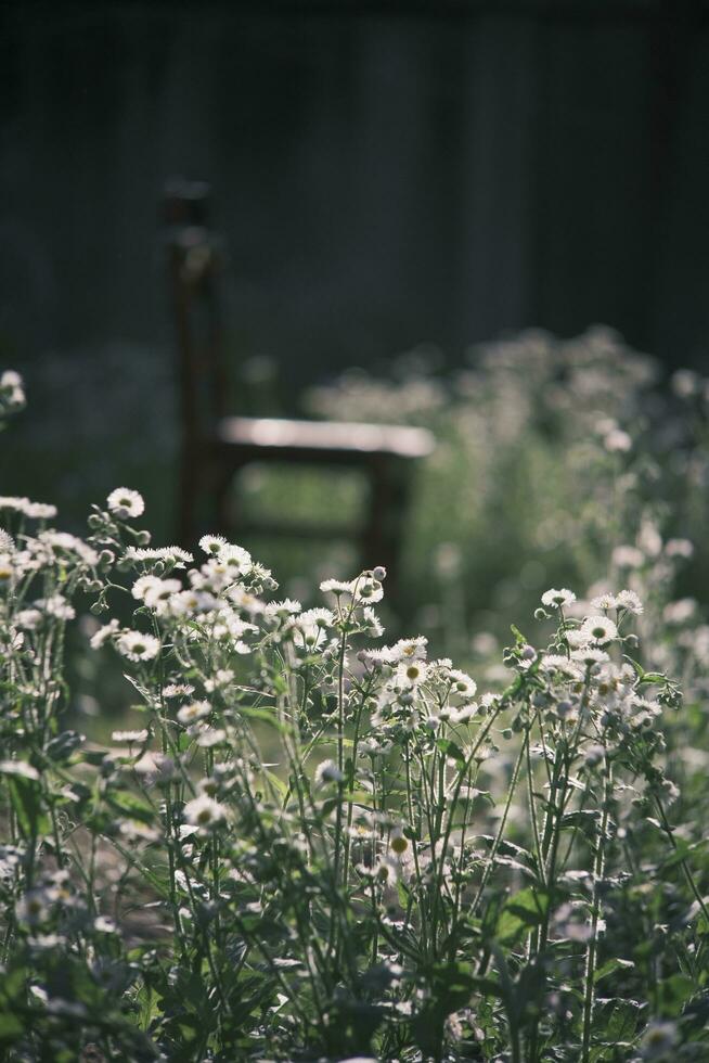 White daisies in the garden photo