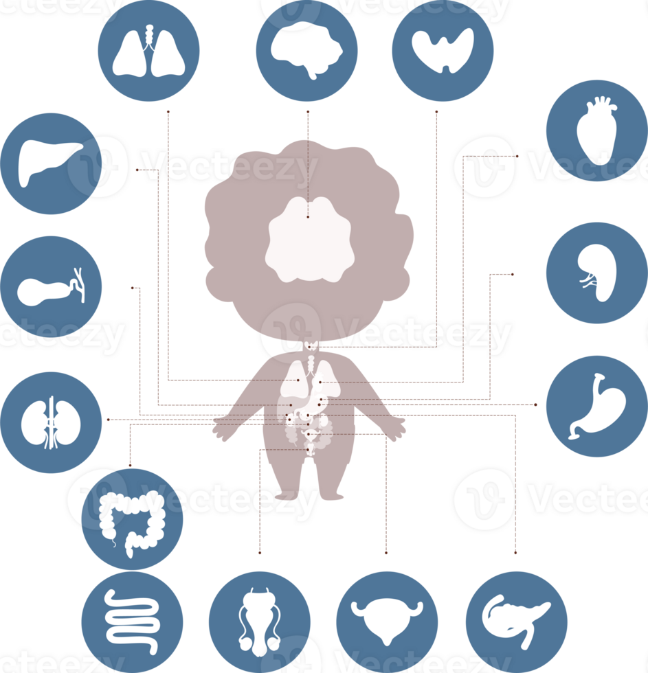 Anatomy male body 23254409 PNG