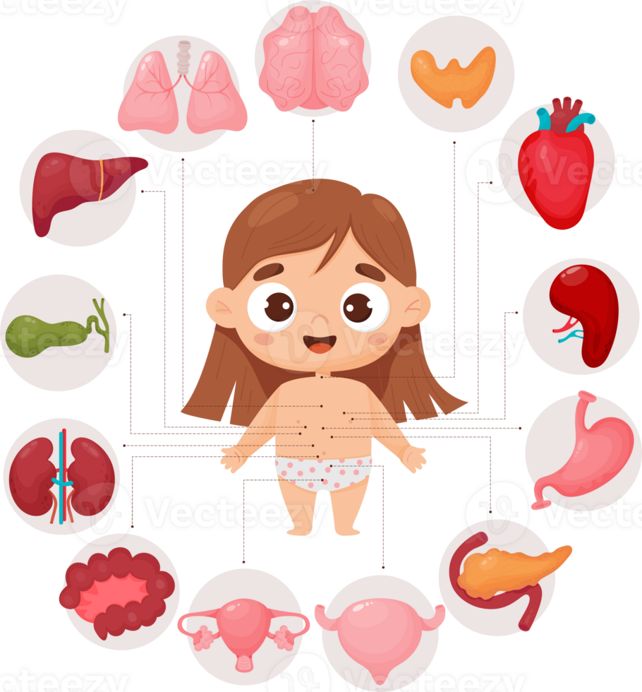 Free Anatomy human body. female organs 23254437 PNG with Transparent
