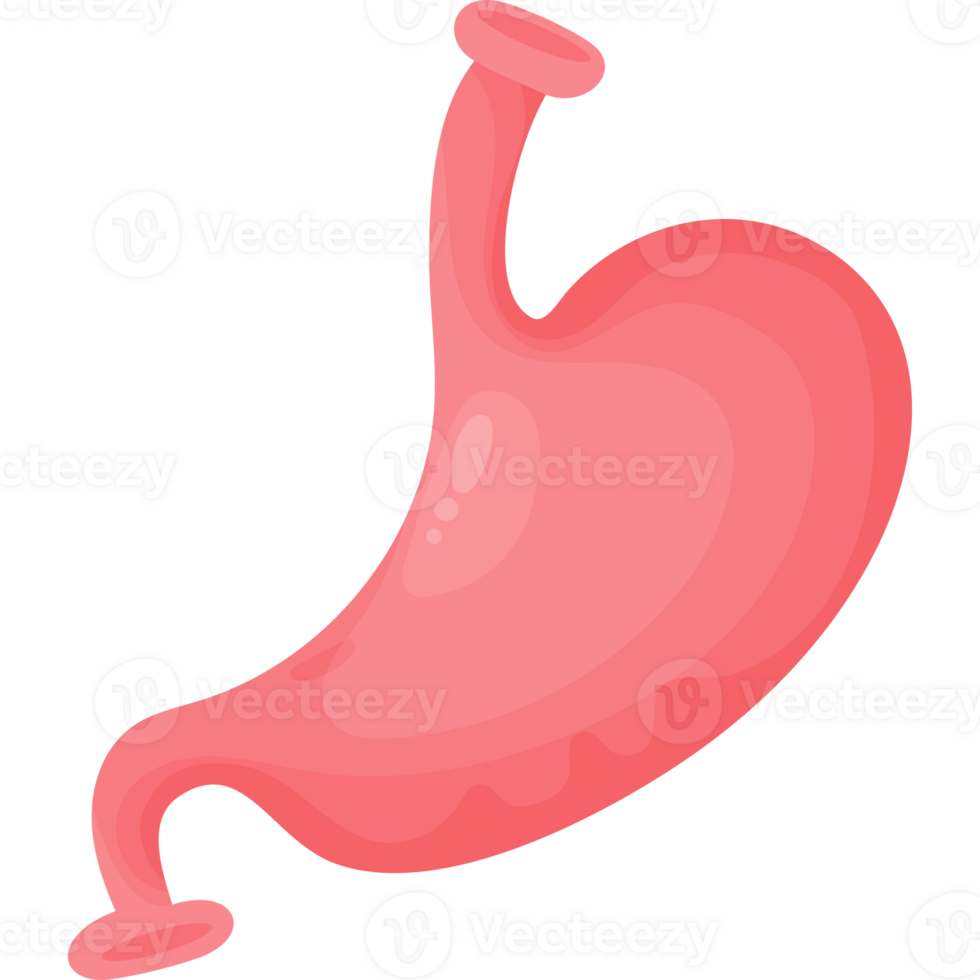 Human  organ stomach png