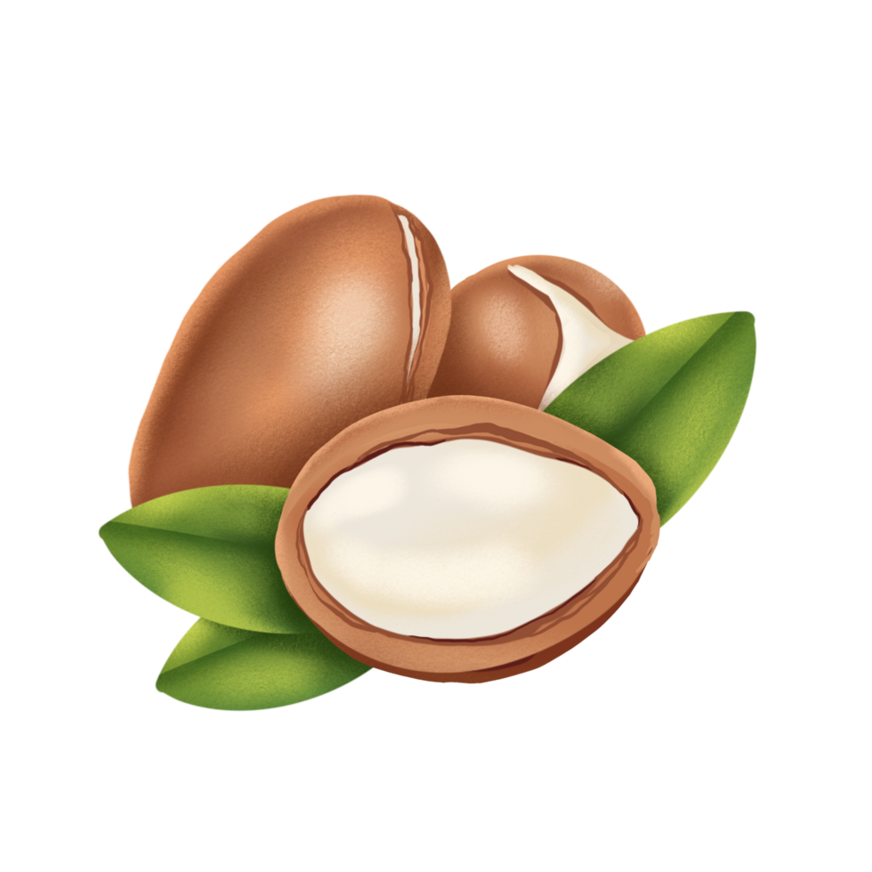 Argan nut illustration png