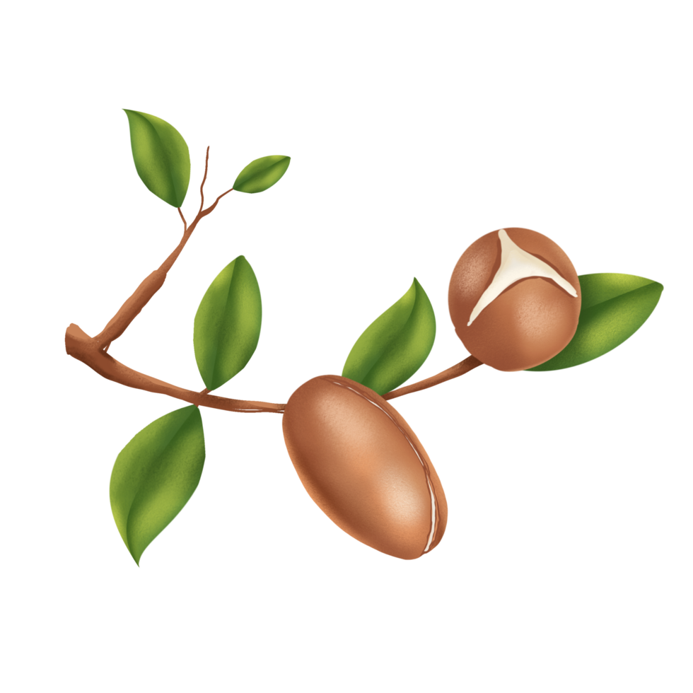 Argan nut illustration png