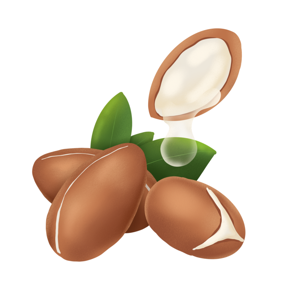 argan noot illustratie png