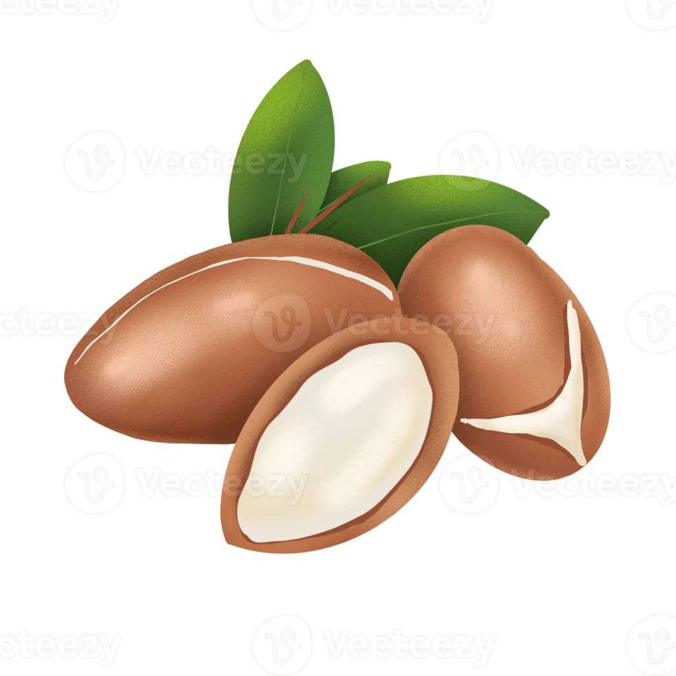 Argan nut illustration png