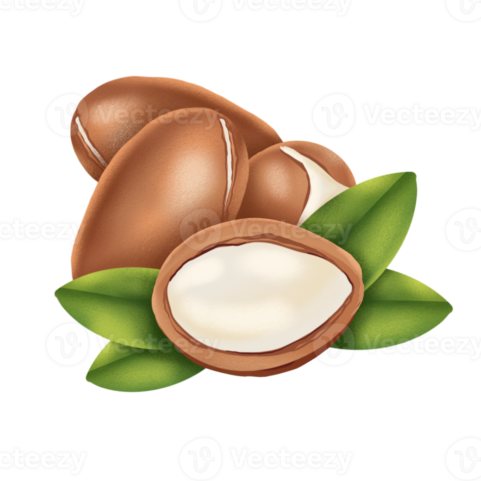 Argan nut illustration png