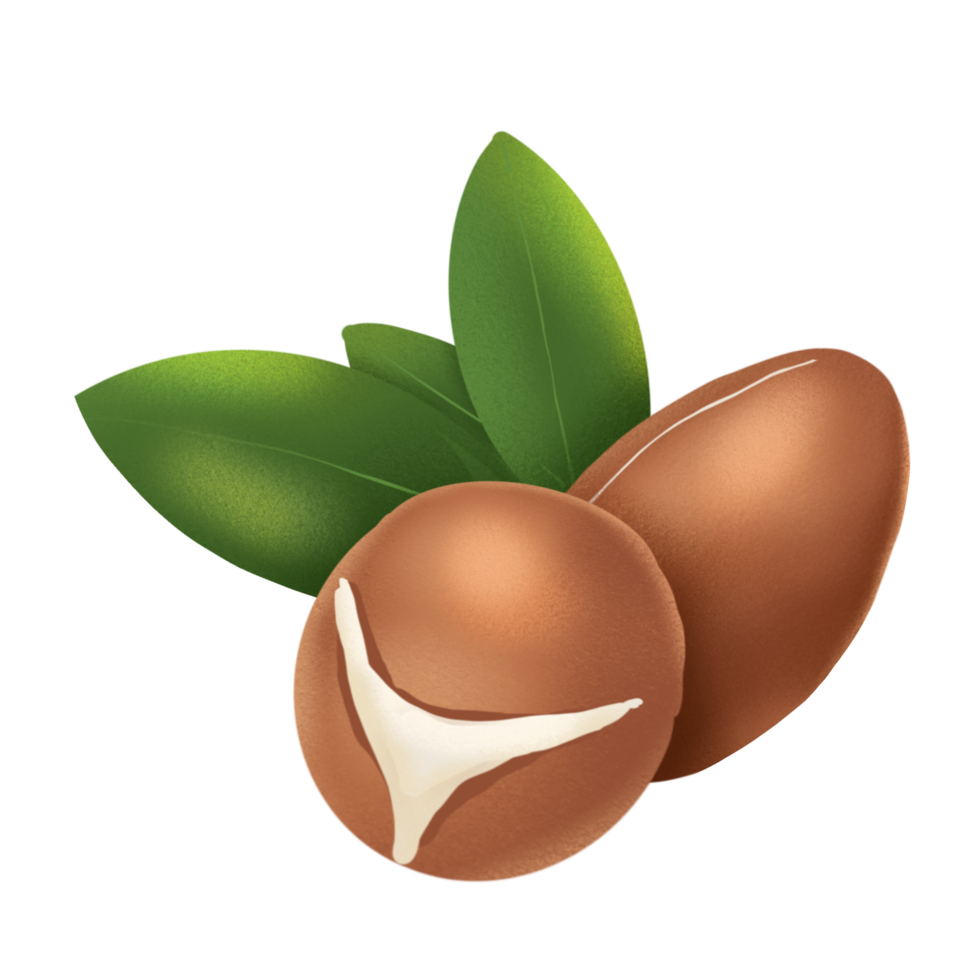 Argan nut illustration png