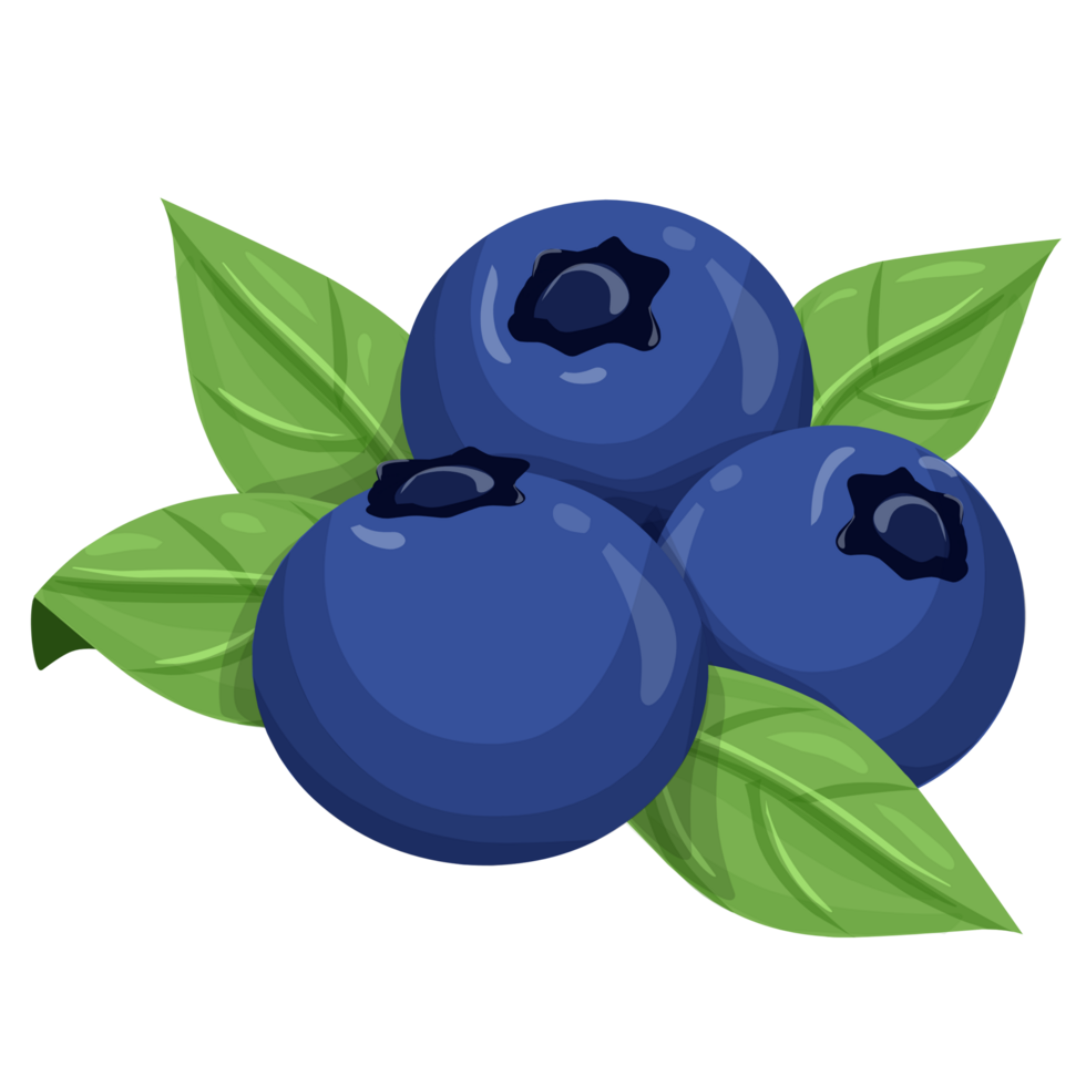 Blueberry clipart fruit Illustration png