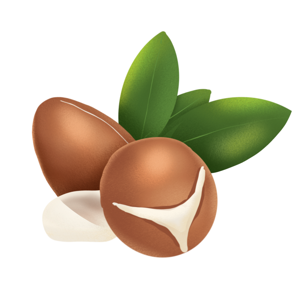 Argan nut illustration png