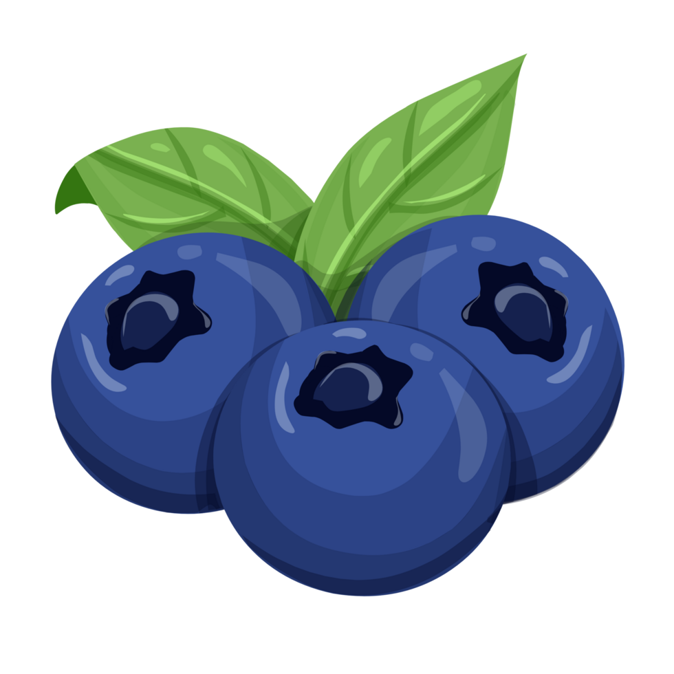 Blueberry clipart fruit Illustration png