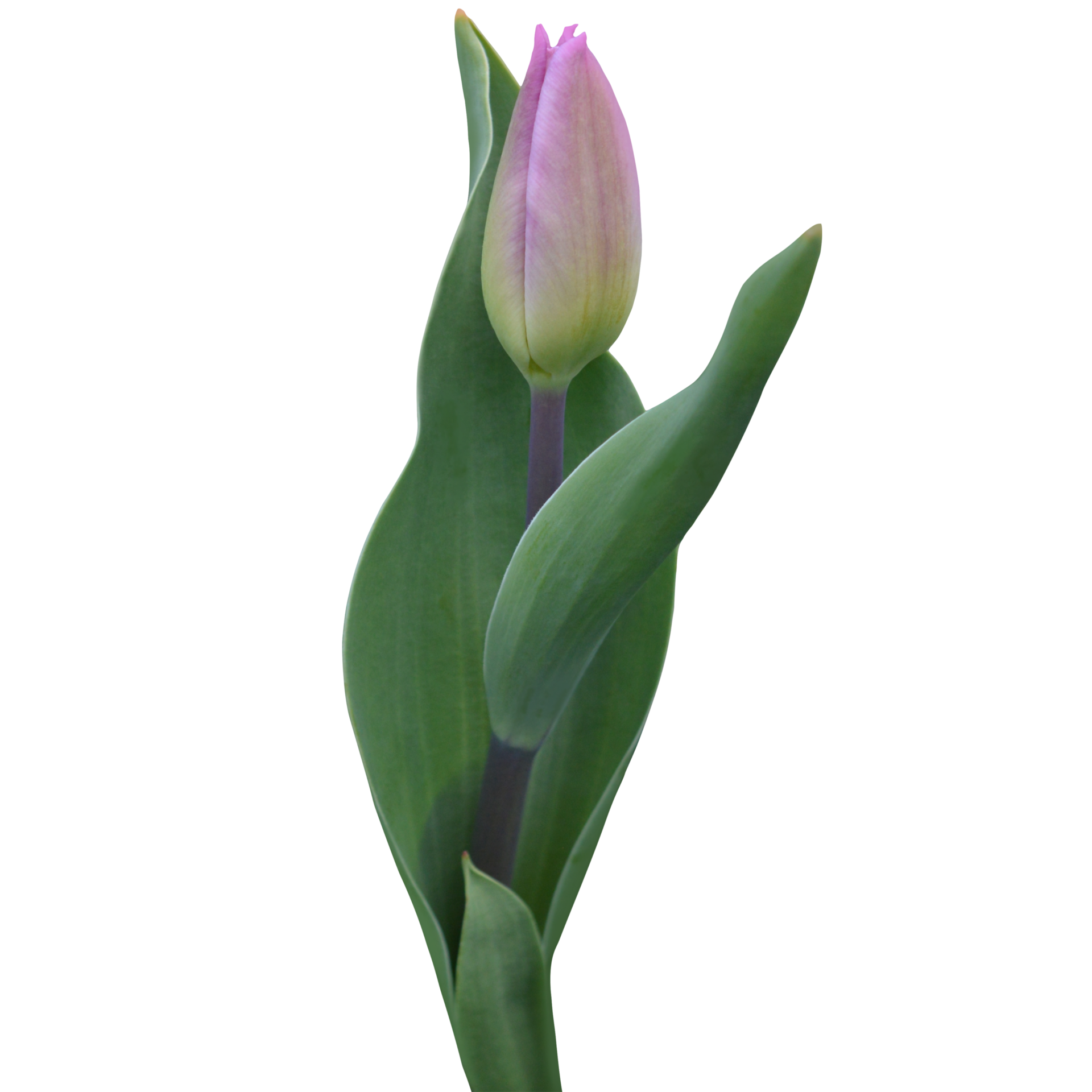 purple tulip flower 23254767 PNG