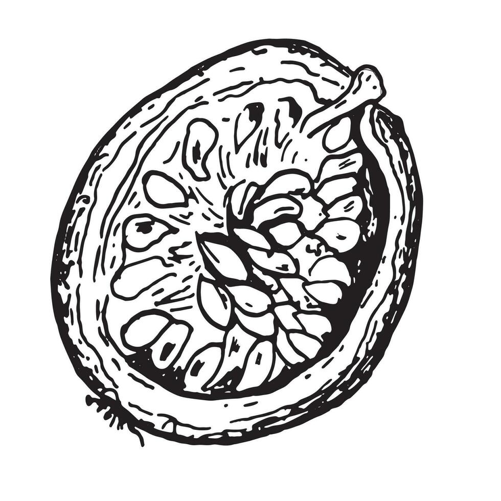 pasión Fruta ilustración aislado en blanco antecedentes. medio fruta, pedazo de maracuyá vector mano dibujado. diseño elemento para envase, menú, mercado, herbario té, helado, pegatinas, vajilla.