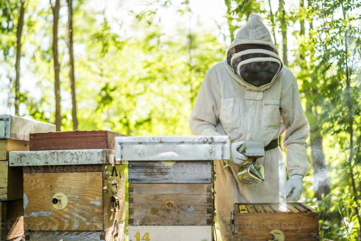 Beekeeper with his beehives in forest. Beekeeping professional occupation. photo