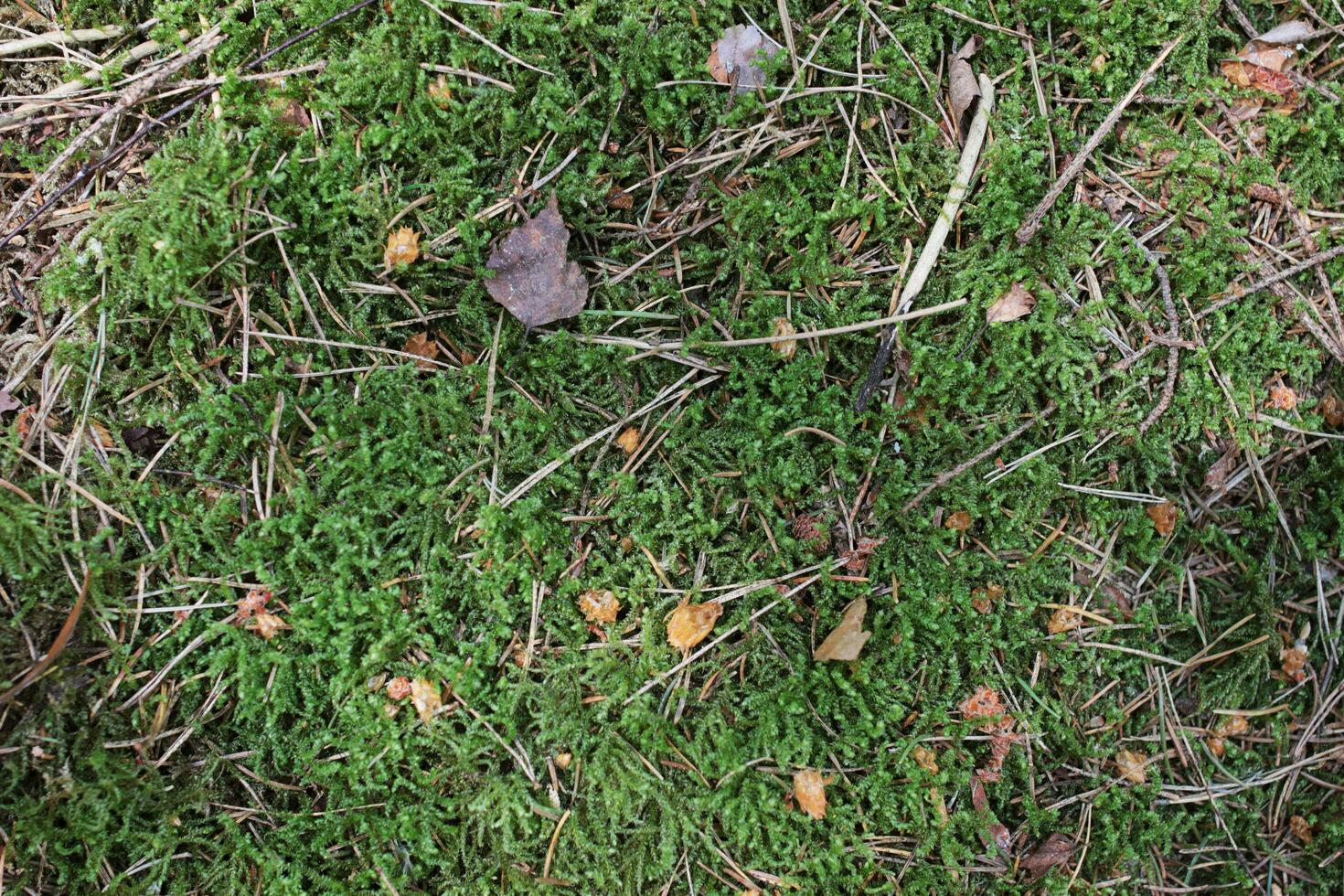 Forest background. Moss, pine needles, bark. Brown and marsh colors photo
