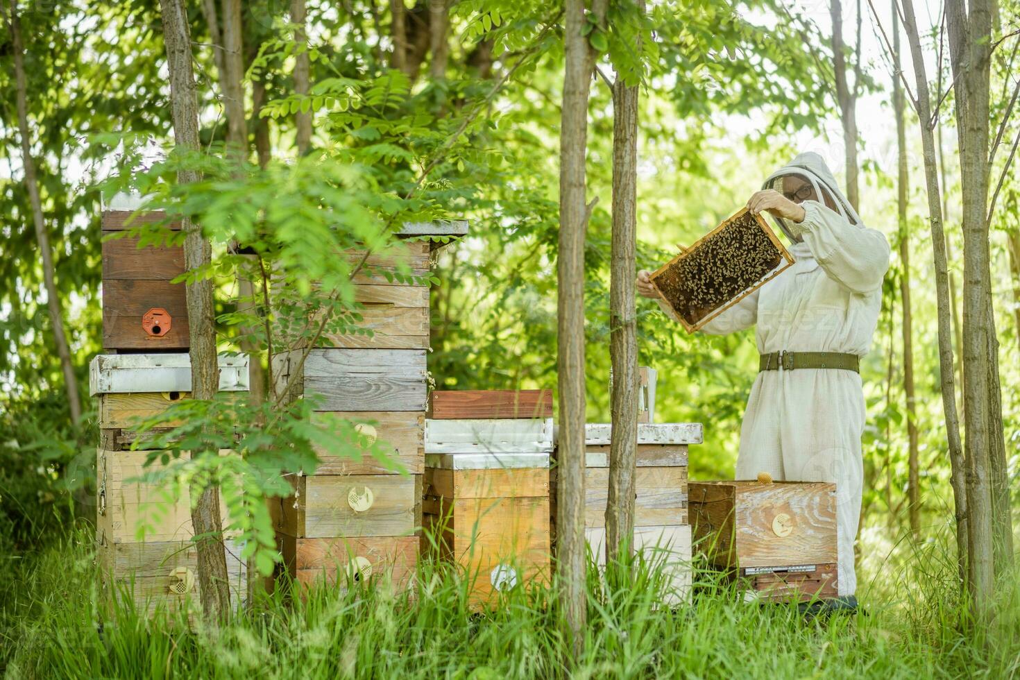 Beekeeper with his beehives in forest. Beekeeping professional occupation. photo