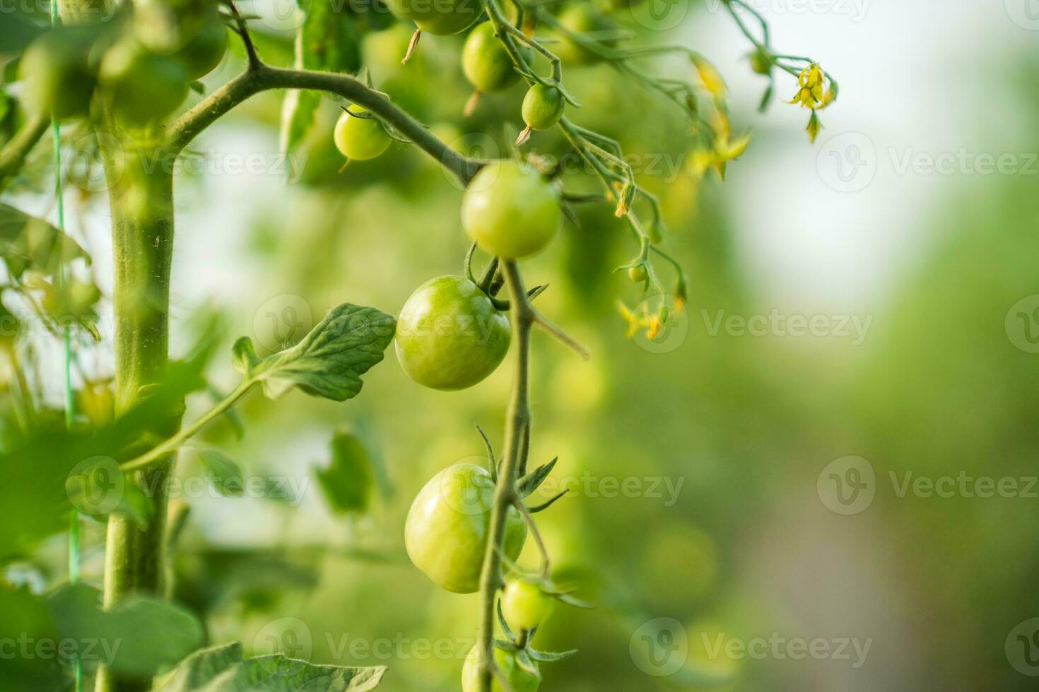 Close up image of unripe tomatoes in greenhouse. photo