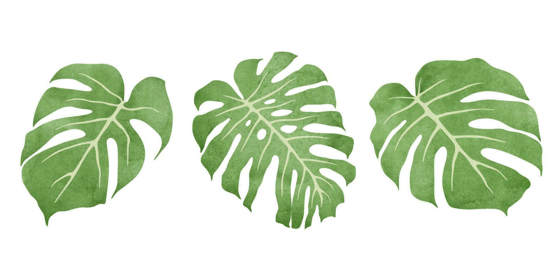 Isolated watercolor monstera leaves. Vector illustration.