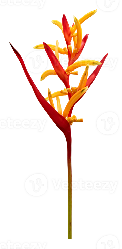 Tropical heliconia psittacorum flowers isolated,  Golden Torch png