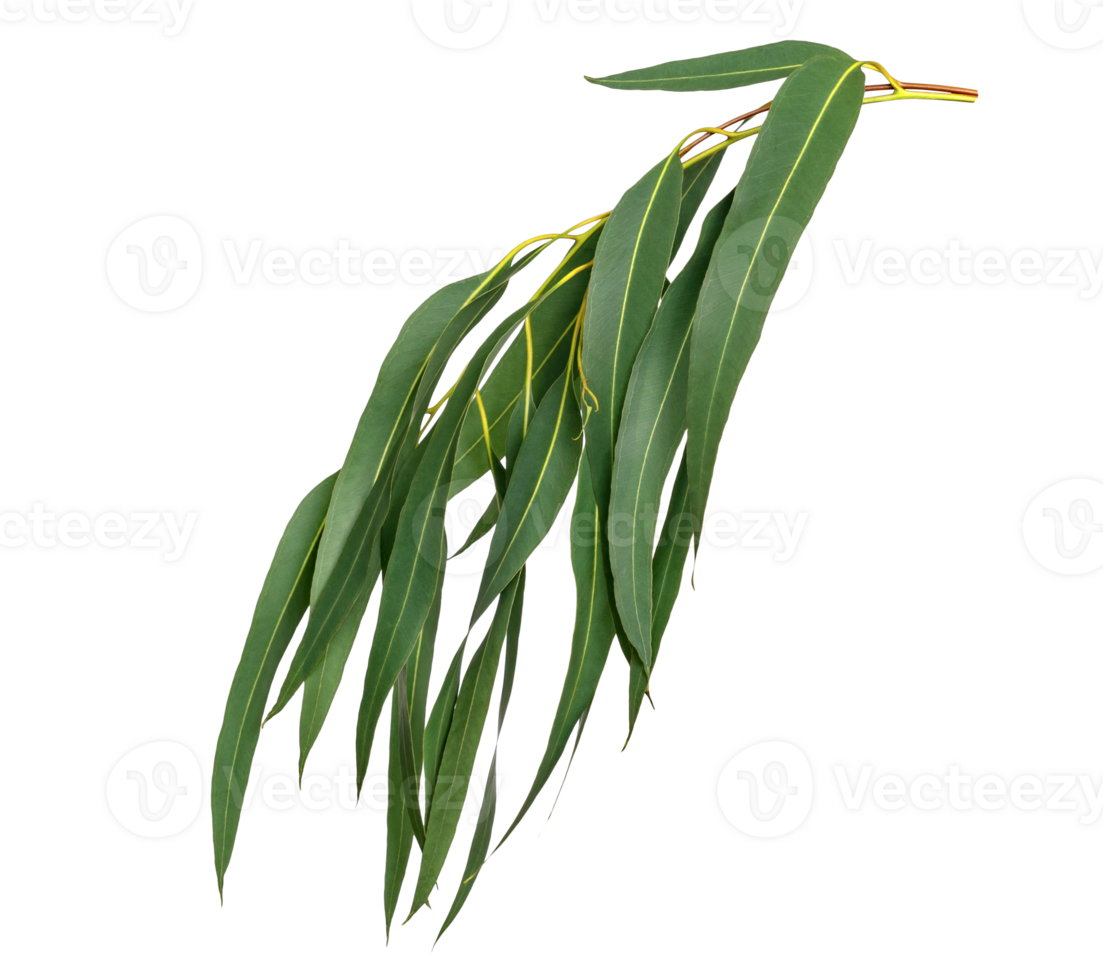 Green leaves pattern,leaf Eucalyptus tree isolated png