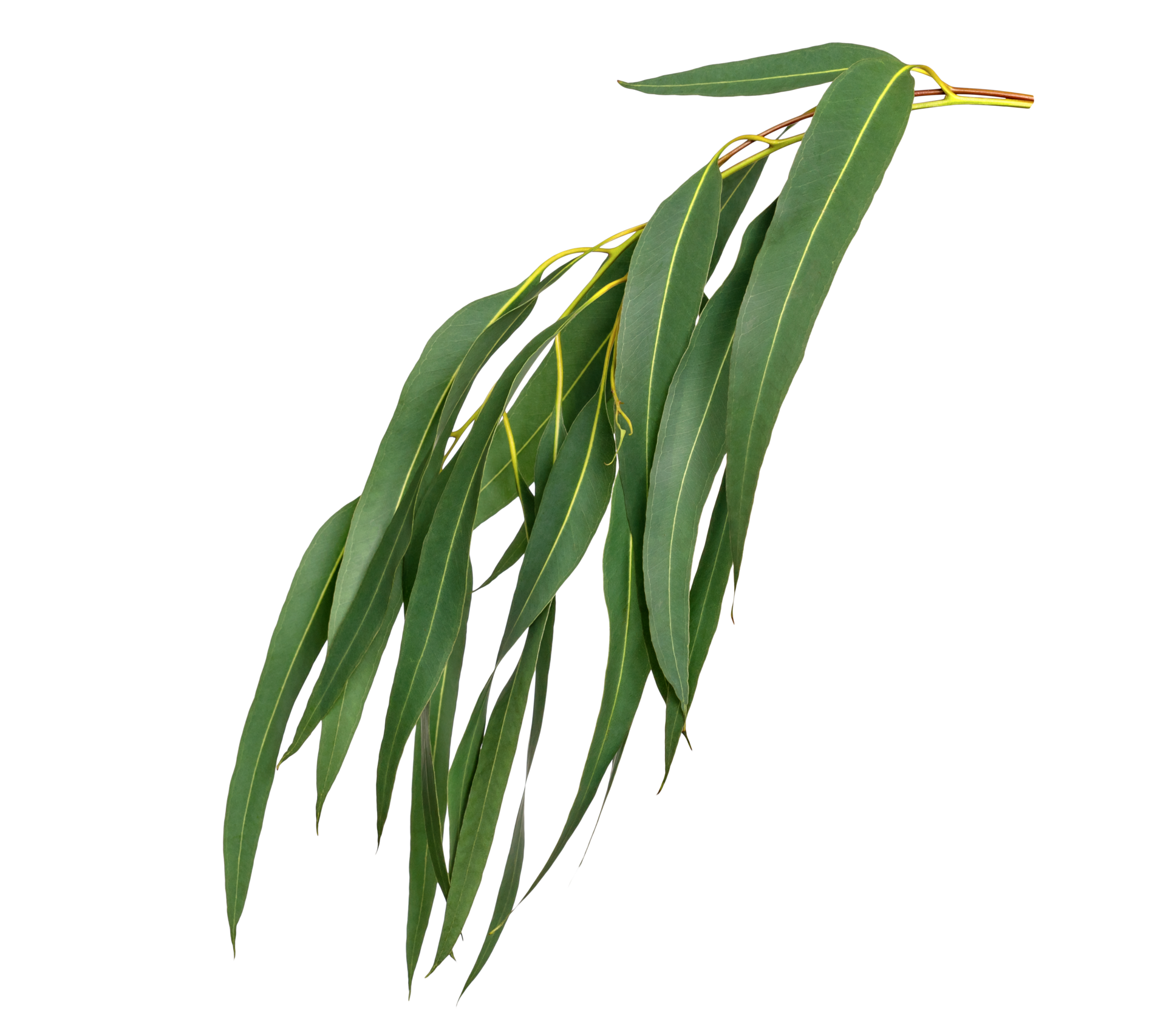 Green leaves pattern,leaf Eucalyptus tree isolated 23257824 PNG