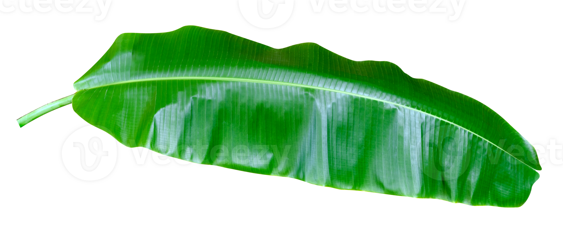 Green leaves pattern,leaf banana isolated png