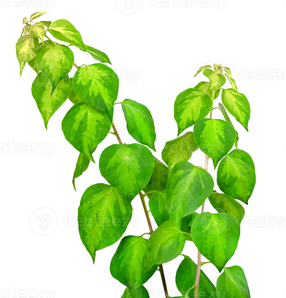 green-leaves-pattern-isolated-23257831-png