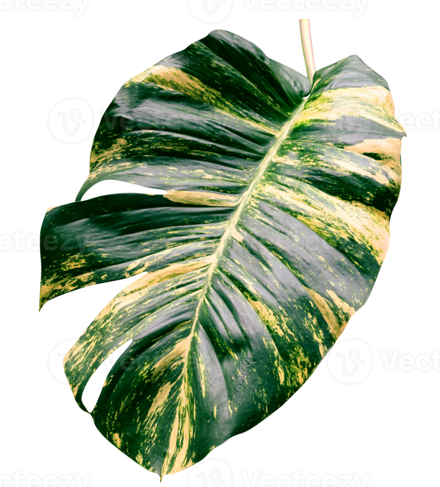 Grün Blätter Muster von Epipremnum Aureum Laub isoliert, Blatt exotisch tropisch, Teufel Efeu, golden pothos png
