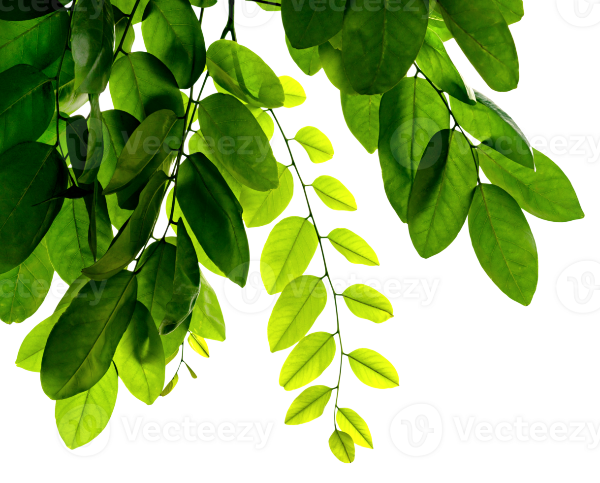 green-leaves-pattern-isolated-23257835-png